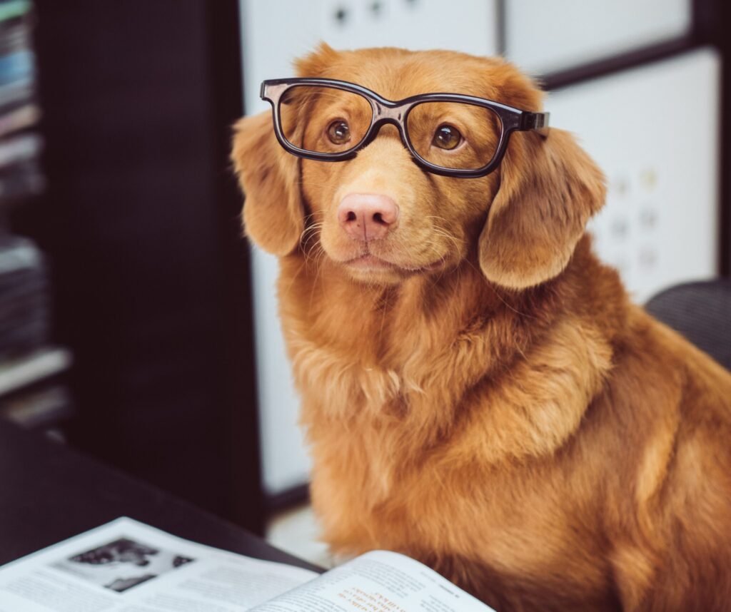 dog with reading glassess